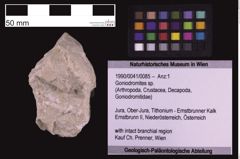 Foto (Objekt + Etiketten) von Goniodromites sp. (NHMW-GEO-1990-0041-0085)